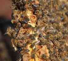 Roaming albine și măsuri de prevenire a acesteia