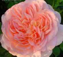 Rose Abraham Derby (varietate engleză) - descriere, condiții de creștere