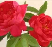 Rose benjamin britten: caracteristicile cultivării
