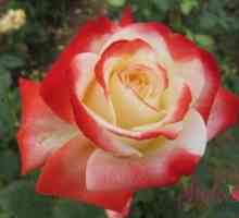 Rose Empress Heads: o poveste despre felul în care arată luminile de trandafir