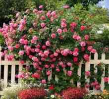 Trandafiri în grădină: îngrijirea și cultivarea plantei de grădină