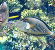 Fish-blue reef-iubitor de amatori de acvariu spațioase
