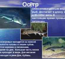 Sturion de pește: descriere, habitate și specii principale