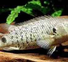 Fish-slider sau anabas - un reprezentant luminos al labirintului