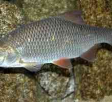 Pește crud (peled): habitate, beneficii și rău