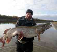 Pescuitul în Khanty-Mansiysk: ce fel de pește se găsește în râuri