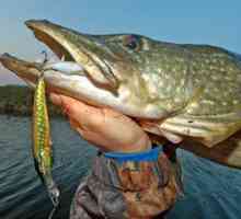 Pescuitul în regiunea Vologda: cele mai bune locuri pentru pescuit