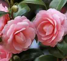 Gradina frumusete din Asia - camellia: descriere, plantare si ingrijire