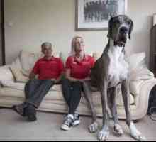 Cel mai mare câine din lume, îngerul păzitor pentru om