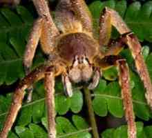 Cei mai mari și mai periculoși păianjeni din lume