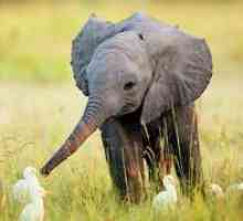 Cele mai interesante și neobișnuite fapte despre elefanți