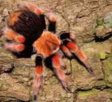 Cele mai otrăvitoare păianjeni din lume: mediul de distribuție