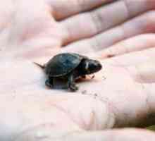 Cele mai mici animale din lume