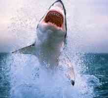 Cele mai periculoase rechini din lume. Cele 10 cele mai periculoase rechini