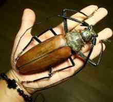 Cel mai mare gândac: tăietor de lemn-titan, fulgi de ovăz sau bigothed
