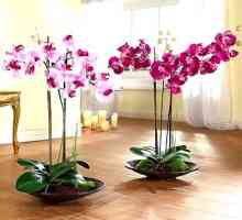 Secretele pentru îngrijirea orhideelor