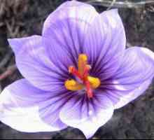 Șofran: descriere, note și caracteristici ale îngrijirii florilor