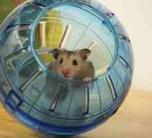 Ball pentru un hamster: cum să alegi într-un magazin și să îl folosești