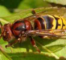 Hornet negru obișnuit: descrierea unei insecte