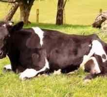 Simptomele și tratamentul cetozei la vaci