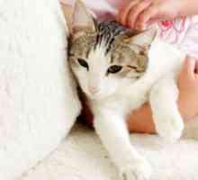 Simptomele infecției, consecințele și metodele de tratament a viermilor la pisici