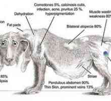 Sindromul Cushing la câini, cum să lupți?