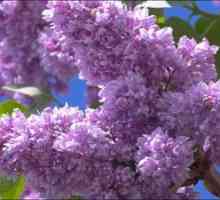Lilac terry, tipurile și caracteristicile sale