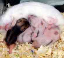 Hamsterul sirian: îngrijire și întreținere, cât de mult trăiește un hamster