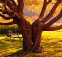 Câți ani trăiesc mesteacăn, stejar și tei?