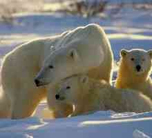 Cât poate cântări un urs brun, polar și grizzly?