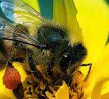 Câți pot trăi o albină de lucru