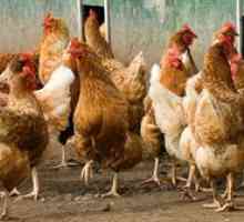 Cât de mult pe zi poate ouă de pui de găină atunci când se grăbește mai bine