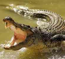 Câți dinți au toate într-un crocodil