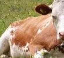 Cât durează vacă: durata vieții și ceea ce îi afectează