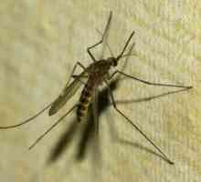 Cât durează un țânțar obișnuit?