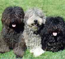 Câini de rase cu păr curat