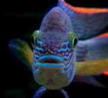Conținutul de cancer turcoaz în acvariu, compatibilitatea cu alte pești