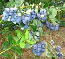 Blueberry Bilkrope: descriere, plantare și îngrijire