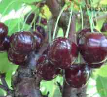 Soi Cherry Zhukovsky - descrierea culturii fructelor