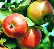 Soiuri de măr pitic, descriere și caracteristici ale cultivării