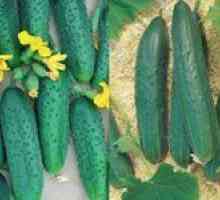 Soiuri de castravete pentru sere: auto-polenizat, timpuriu