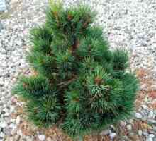 Cedru pin pin: descriere si cultivare