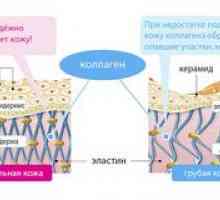 Compoziție și proprietăți utile pentru pielea proteinei de colagen
