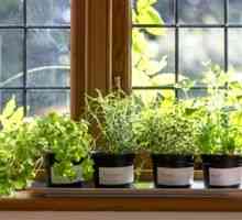 Sfaturi pentru creșterea verde acasă pe pervazul ferestrei