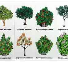 Tufișuri și copaci moderne de grădină: exotice cu beneficii