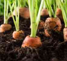 Modalități de a planta morcovi fără a subrăma germenii