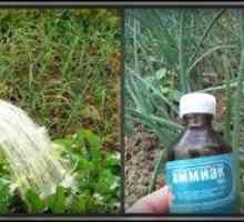 Modalități de utilizare a amoniacului în grădina și grădina de legume pentru rezidenții de vară
