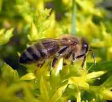 Mid-rus rasa de albine, dispozitivul unei familii de albine