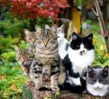 "Stop cistita" pentru instructiunile pentru pisici: tableta pentru pisici