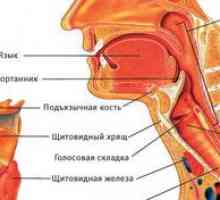 Structura nasofaringelului, orofaringelului și laringelui unei persoane cu fotografii